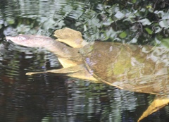 Apalone ferox
