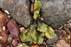 Fucus vesiculosus