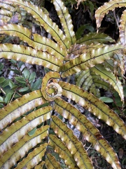 Blechnum montanum
