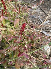 Blitum virgatum