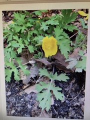 Stylophorum diphyllum