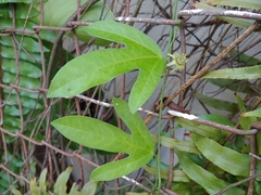 Passiflora pallida