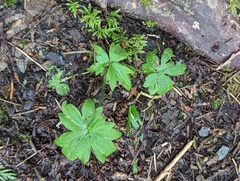 Ranunculus uncinatus