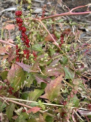 Blitum virgatum