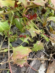 Blitum virgatum