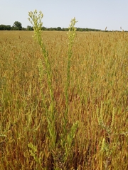 Lepidium densiflorum