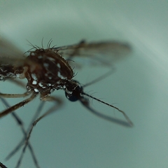 Aedes aegypti