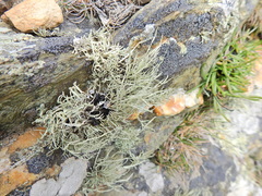 Ramalina cuspidata