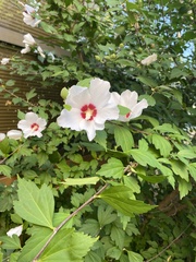 Hibiscus