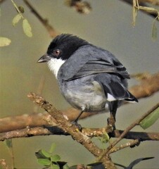 Microspingus melanoleucus