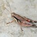 Dallas Short-wing Grasshopper - Photo (c) Ryan Caesar, some rights reserved (CC BY-NC), uploaded by Ryan Caesar