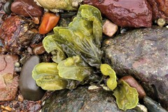 Fucus vesiculosus