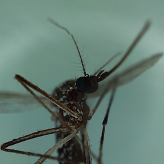 Aedes aegypti