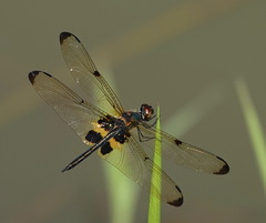 Rhyothemis phyllis