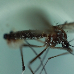 Aedes aegypti