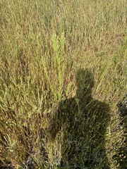 Lepidium densiflorum