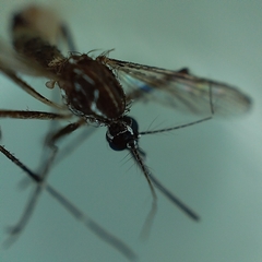 Aedes aegypti