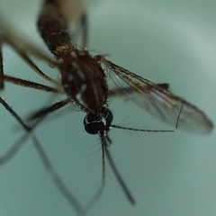 Aedes aegypti