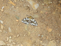 Abraxas grossulariata