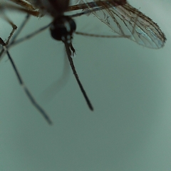 Aedes aegypti