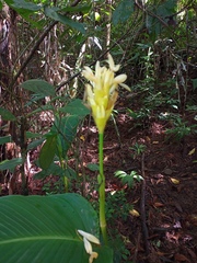 Goeppertia marantifolia