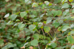 Betula pubescens