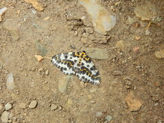 Abraxas grossulariata