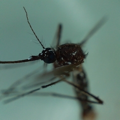 Aedes aegypti