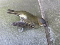 Vireo olivaceus