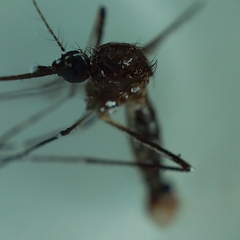 Aedes aegypti