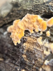 Lachnellula
