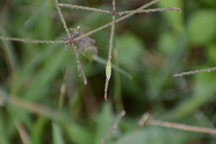 Draeculacephala balli