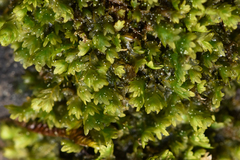 Fissidens osmundioides