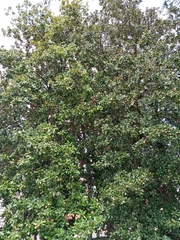 Magnolia grandiflora