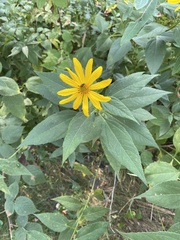 Helianthus decapetalus