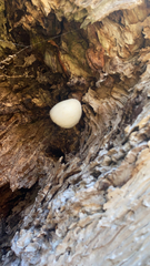 Volvariella bombycina