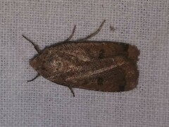 Abagrotis cupida