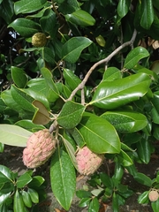 Magnolia grandiflora