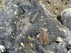 Chiton glaucus