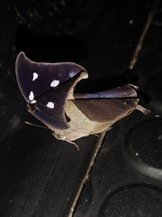 Lepidoptera