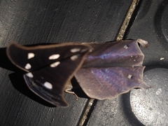 Lepidoptera