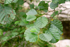 Alnus glutinosa