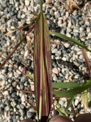 Setaria viridis
