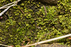 Fissidens osmundioides