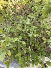 Aronia melanocarpa