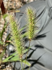 Setaria viridis