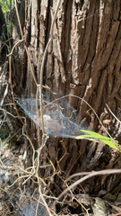 Frontinella pyramitela