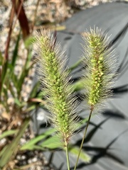 Setaria viridis