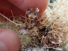 Pseudocyphellaria