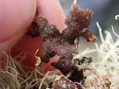 Pseudocyphellaria
